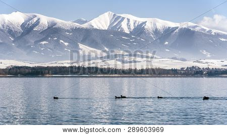 Birds On Lake Liptovska Mara And Hill Baranec - West Tatras Mountains At Backgrdound, Slovakia