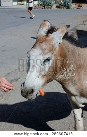 Burro Enjoys A Carrot From A Visiting Tourist In Oatman, Arizona
