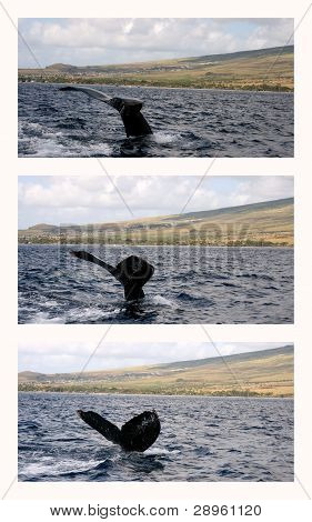 Ballena jorobada cuento Collage con las montañas del oeste de Maui