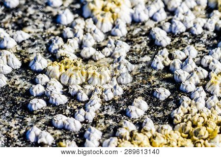 Sea Mollusks Semibalanus Balanoides On The Littoral Of The White Sea At Low Tide. View Of The Limest