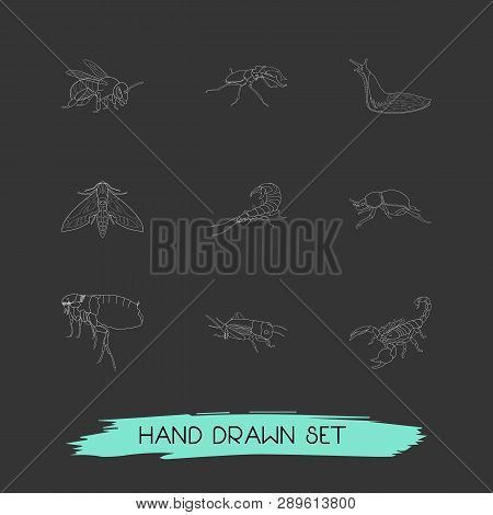 Set Of Bug Icons Line Style Symbols With Earwig, Beetle, Moth And Other Icons For Your Web Mobile Ap