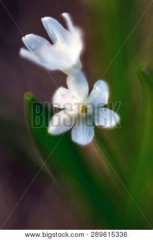 White Early Spring Flower On Green Background, Artistic Soft Selective Focus