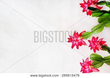 Pink Flowers Of The Christmas Cactus On A White Background With Space For Text