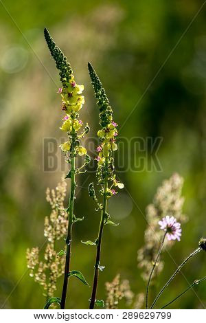 Blooming Flowers On A Green Grass. Meadow With Wild Flowers. Flowers Is Seed-bearing Part Of A Plant
