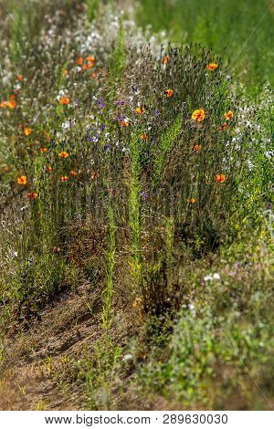 Blooming Flowers On Green Grass At Roadside. Meadow With Wild Flowers. Flowers Is Seed-bearing Part 