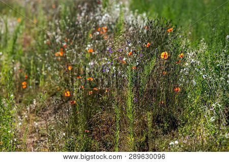 Blooming Flowers On Green Grass At Roadside. Meadow With Wild Flowers. Flowers Is Seed-bearing Part 