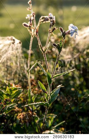 Blooming Flowers On A Green Grass. Meadow With Wild Flowers. Flowers Is Seed-bearing Part Of A Plant