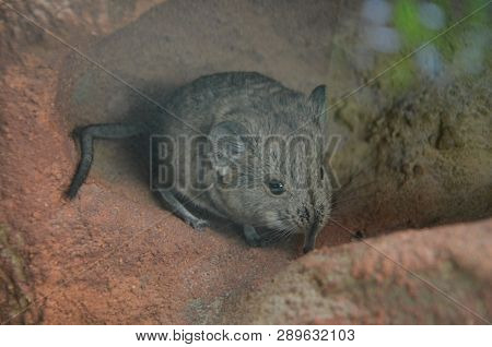 Close-up Of A Round-eared Sengi (macroscelides Proboscideus).