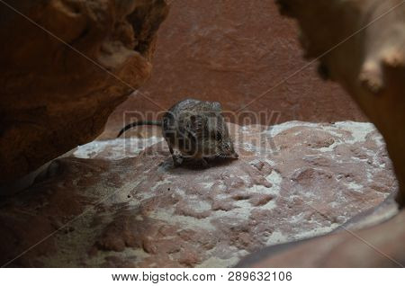 Close-up Of A Round-eared Sengi (macroscelides Proboscideus).