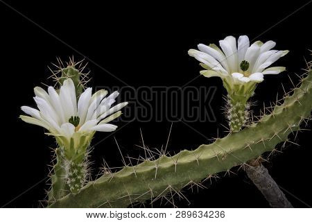Echinocereus Pentalophus Procumbens Albiflora