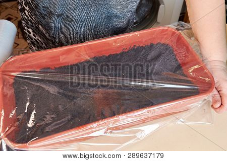 A Woman Covers A Brown Plastic Box With Cellophane Wrap With Planted Seeds Of Plants And Flowers To 