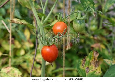 Green And Red Tomatos On Banch Of Bush Close Up