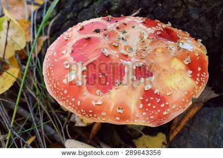 Dangerous Colorful Amanita In Forest Under Tree