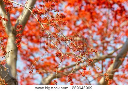 Close Up Beautiful Tree Monkey Flower Tree, Phyllocarpus Septentrionalis For Wallpaper Background