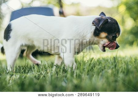 Dog Playing Outside On The Grass Spring Lawn. Selective Focus Bokeh Background