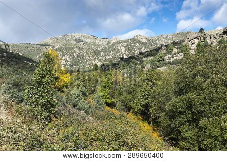 Willow Forest In The Callejas Stream, In The Sierra De Los Porrones, Guadarrama Mountains, El Boalo,