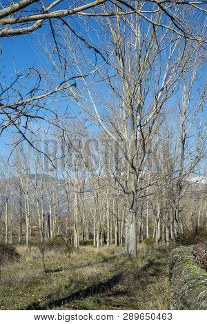 Poplar Groves Next To The Fuentiduena Stream On Its Way Through The City Of Cerceda, In The Province