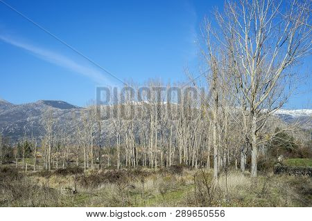 Poplar Groves Next To The Fuentiduena Stream On Its Way Through The City Of Cerceda, In The Province