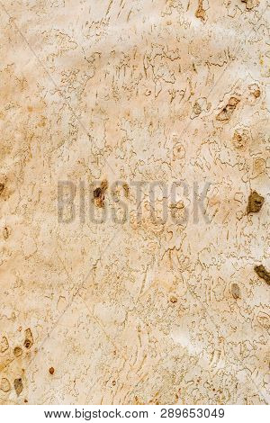 Closeup Of Big Platan Tree Bark Shell
