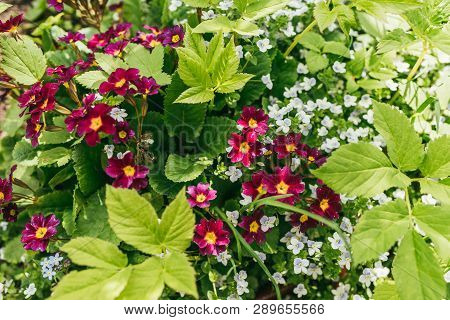Amazing Nature Of Purple Flowers Under Sunlight At The Middle Of Summer Or Spring Day Landscape. In 