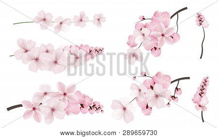 Beautiful Blossoming Dark And Light Pink Sakura  Flowers. Set Of Realistic Flowering Cerry Branches.