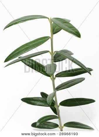 Unge isoleret oliventræ