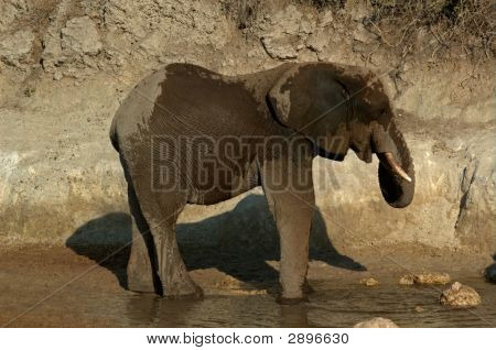 Elefante africano