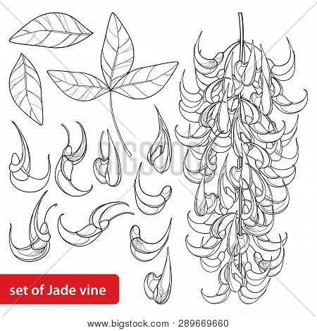 Vector Set Of Outline Strongylodon Flower Bunch Or Turquoise Jade Vine, Bud And Leaves In Black Isol