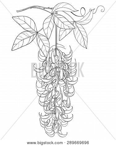 Vector Branch Of Outline Strongylodon Flower Bunch Or Turquoise Jade Vine With Leaf And Bud In Black