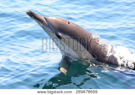 Close Up Of A Wild Dolphin Jumping Out Of The Water