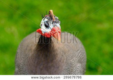Portrait Of A Helmeted Guineafowl (numida Meleagris)