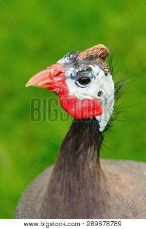 Head Shot Of A Helmeted Guineafowl (numida Meleagris)