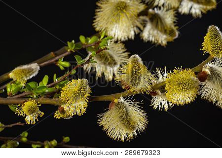 Salix Caprea, Goat Willow, Pussy Willow, Great Sallow, Close Up