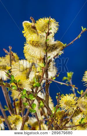 Salix Caprea, Goat Willow, Pussy Willow, Great Sallow, Close Up
