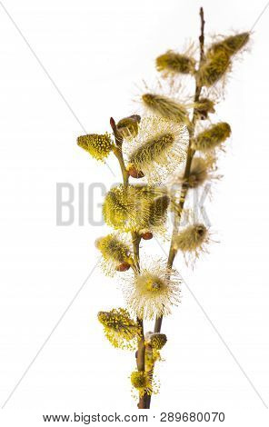 Salix Caprea, Goat Willow, Pussy Willow, Great Sallow, Close Up