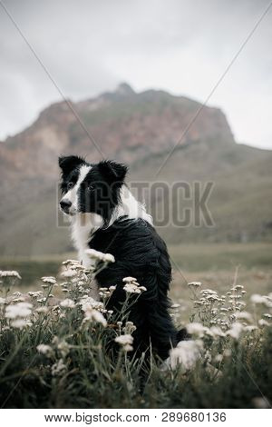 Beautiful Black And White Dog Border Collie Sit On A Field With Flowers And Look In Camera. In The B