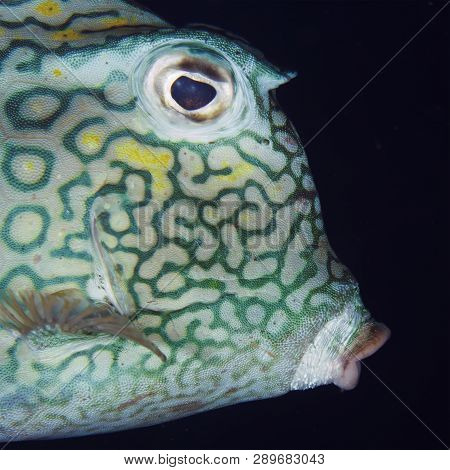 Closeup Of A Honeycomb Cowfish (acanthostracion Polygonius) - Bonaire
