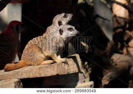 Full Body Of A Wild African Meerkats. Photography Of Nature And Wildlife.