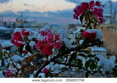 Beautiful Small Pink Flowers Under The Snow