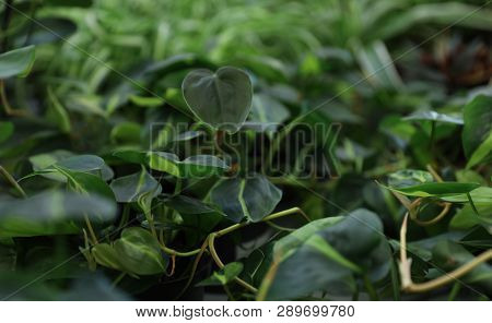Beautiful Plant With Green Leaves In Floral Shop, Closeup