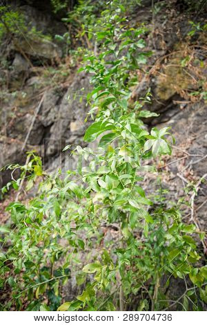 Melientha Suavis Pierre Leaf On Tree In The Nature Forest / Opiliaceae Melientha Suavis - Pak Wan