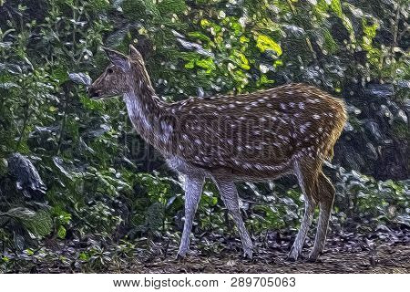 Young Chital Or Cheetal (axis Axis), Also Known As Spotted Deer Or Axis Deer Male Walking In The Fog
