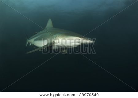 Predator