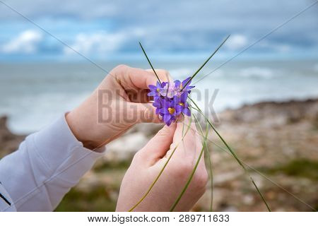 Woman, Girl Collects Flowers On The Shores Of The Atlantic Ocean