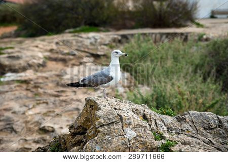 The Bird Sits On A Stone On The Shores Of The Atlantic Ocean Rocky Coastline. Algrave Portugal