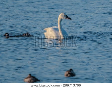 Beautiful Swan Photo Taken At The Pea Island National Wild Life Refuge In The Outer Banks North Caro
