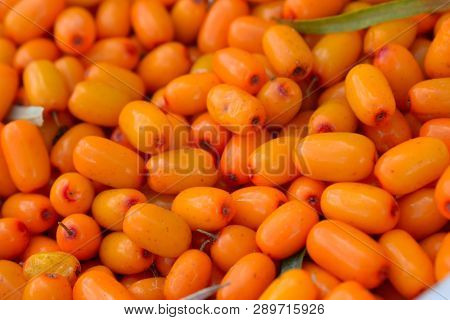 Berries Of Sea Buckthorn Close Up Ripe Harvest Healthy