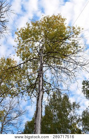Alone Tree In Forest With Clear Sky Background