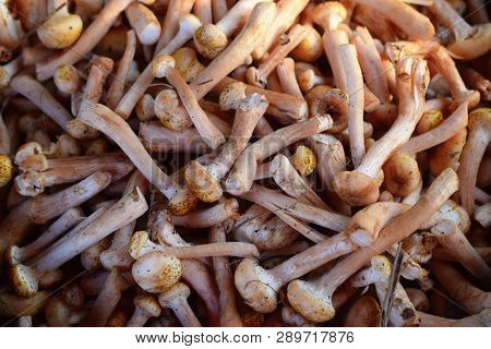 Heap Of Fresh Ripe Honey Agaric Harvest
