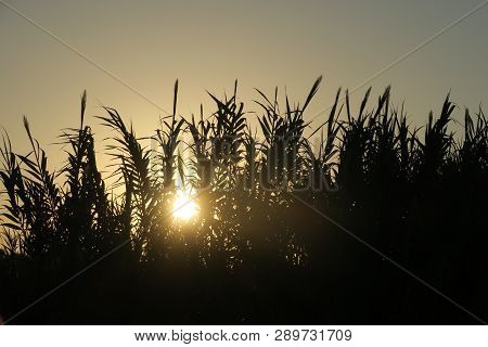 Tall Dark Grass Through Which The Sun Breaks